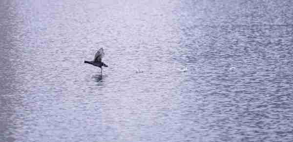 下雨天，梅溪湖的水体不再变脏，这是为什么？