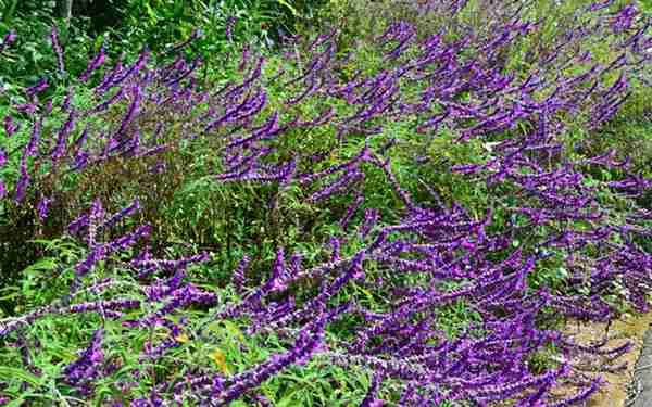 醉鱼草：开紫色花常长在路边，扔在水中能麻醉活鱼，遇到请移栽