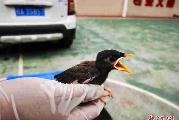广西崇左警方查获省级保护鸟类八哥幼崽357只