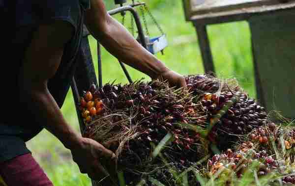 全球最大棕榈油生产国和食用植物油出口国印尼禁食用油出口，英超市已限购 专家：“粮食保护主义”引恶性循环