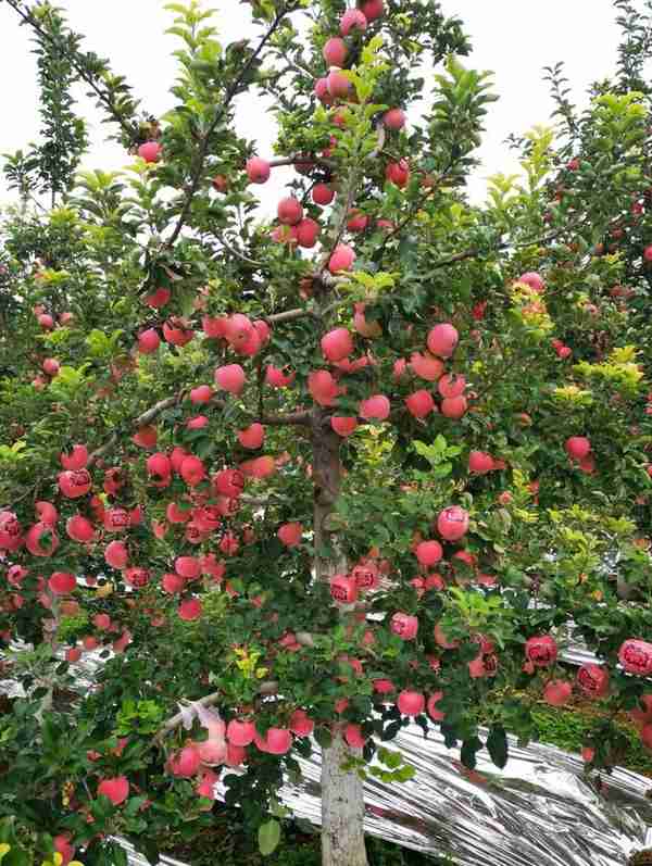 孙建设：在苹果园里“种出”农村特色产业