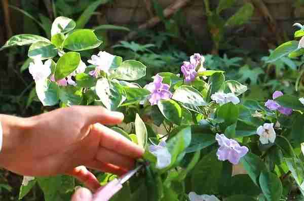 紫茉莉、地雷花，儿时最喜欢的花原来就是它