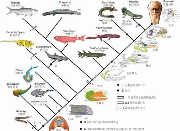 长达200年的解谜过程：鱼类曾经用我们的耳朵来呼吸