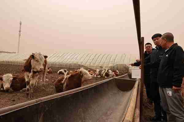 “贷”动肉牛产业“牛”起来——邮储银行吉林省分行服务肉牛产业发展纪实