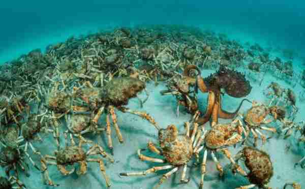 帝王蟹泛滥有多可怕？入侵物种竟成天价美食，靠吃能解决问题吗？
