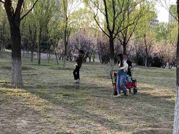 撸榆钱，挖野菜……北京昌平一公园内这些行为太煞风景