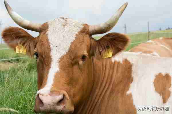 4个影响牛价高低的因素，养牛户看完便知，你家牛为啥卖不上价？