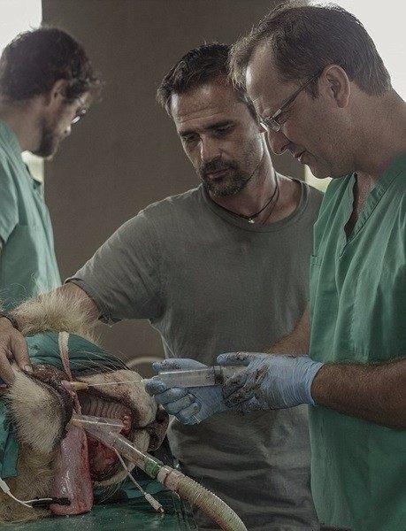 狮子野外受伤被发现抬进手术室检查，检验诊断却让人无比惊奇！