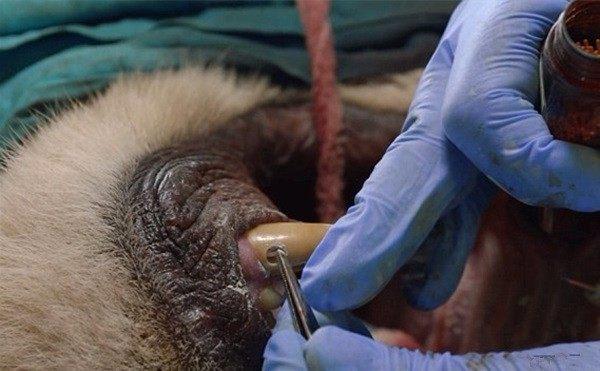 狮子野外受伤被发现抬进手术室检查，检验诊断却让人无比惊奇！