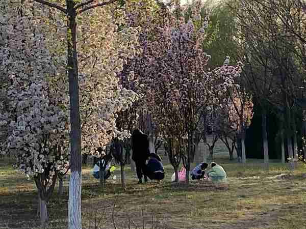 撸榆钱，挖野菜……北京昌平一公园内这些行为太煞风景