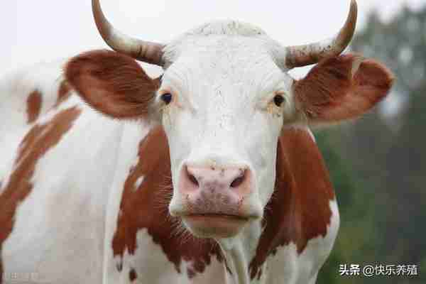 4个影响牛价高低的因素，养牛户看完便知，你家牛为啥卖不上价？