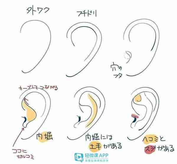 耳朵画法有哪些？教你绘画耳朵的技巧