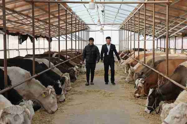 “贷”动肉牛产业“牛”起来——邮储银行吉林省分行服务肉牛产业发展纪实
