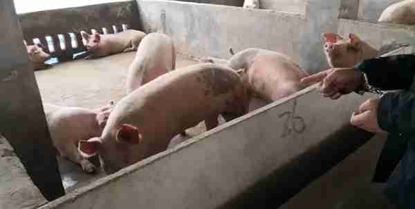 养猪场69头母猪被掉包，信丰警方调查发现竟是“监守自盗”