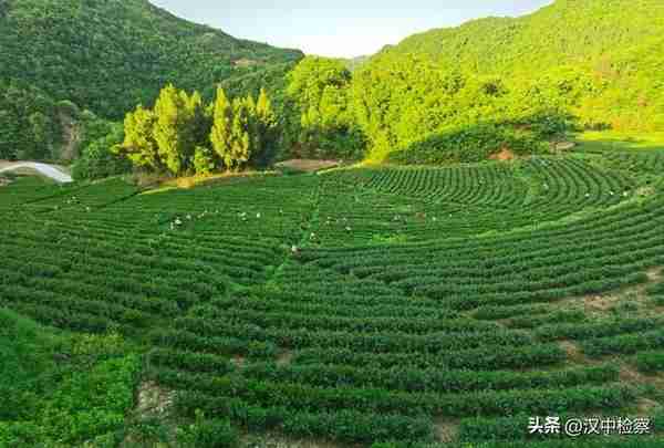 陕西20条茶旅融合精品景点线路推介发布