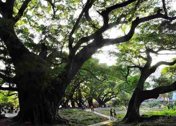 观飞瀑、穿越古榕树、玩滑道……杨家溪应该这样玩！