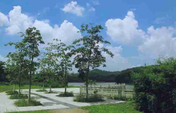 大夫山森林公园(大夫山森林公园要门票吗)