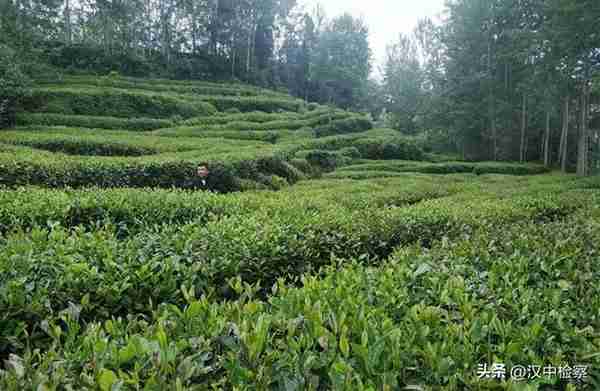 陕西20条茶旅融合精品景点线路推介发布