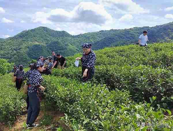 陕西20条茶旅融合精品景点线路推介发布