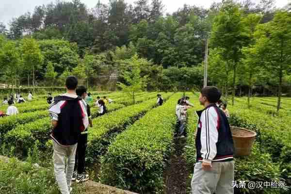 陕西20条茶旅融合精品景点线路推介发布