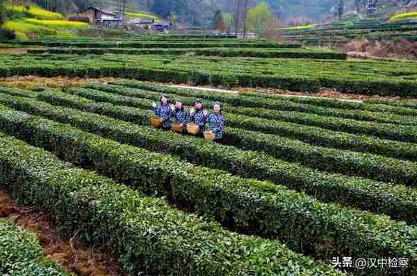 陕西20条茶旅融合精品景点线路推介发布