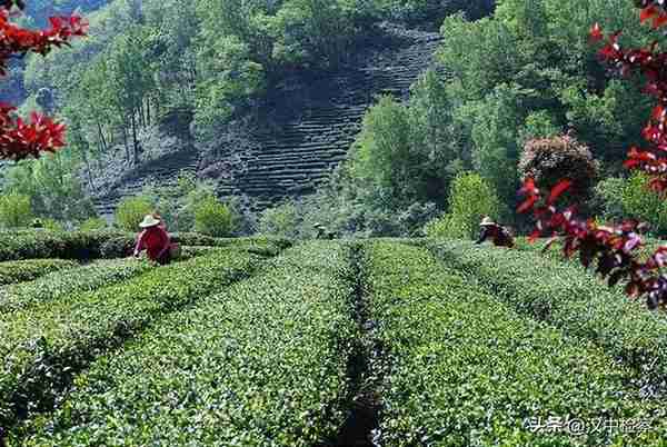 陕西20条茶旅融合精品景点线路推介发布