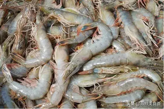 71种常见的海鲜，鱼虾蟹贝虫，都齐了，你吃过几种呢？